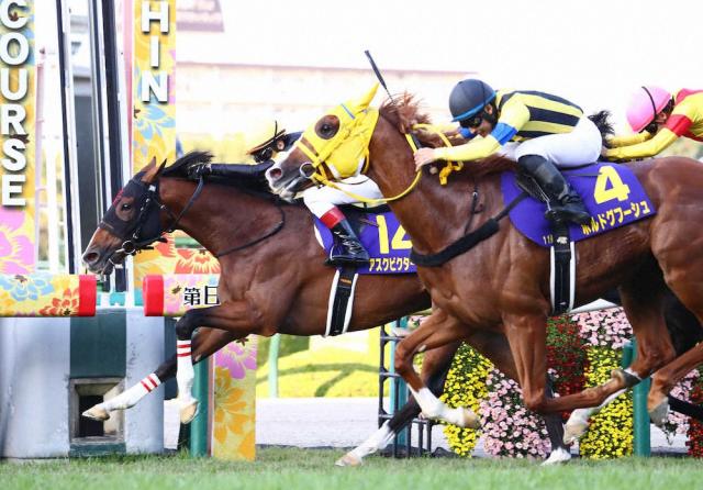 菊花賞】アスクビクターモア 激戦制す!鼻差しのぎラスト1冠奪取、田辺「僕も疲れました」 | 競馬ニュース - netkeiba