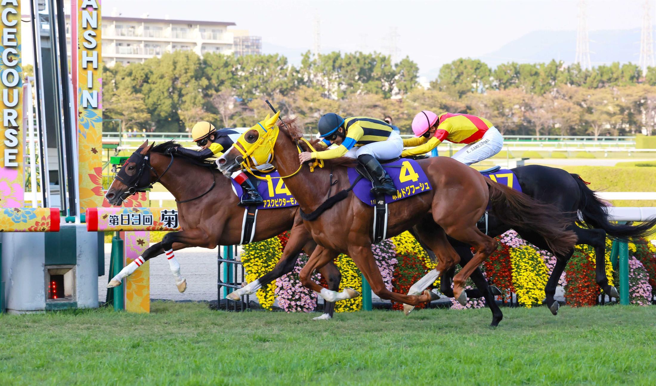 競馬 菊花賞馬 アスクビクターモア調教ゼッケン&写真 田辺裕信騎手直筆 