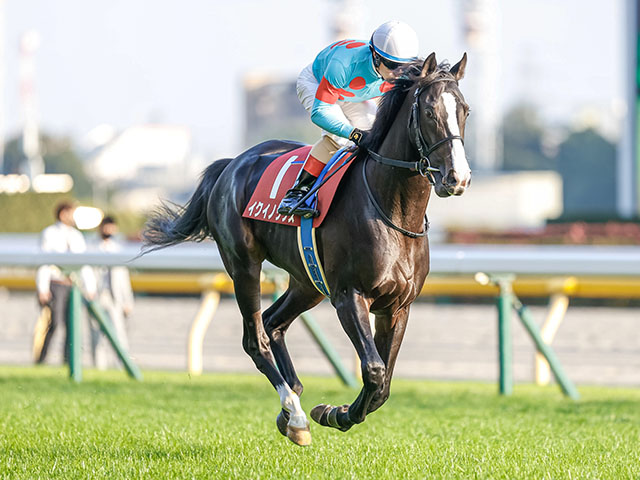 天皇賞・秋で飛躍期す3歳馬と強豪古馬が激突、マイルCS前哨戦のスワンSなど/今週の競馬界の見どころ | 競馬ニュース - netkeiba