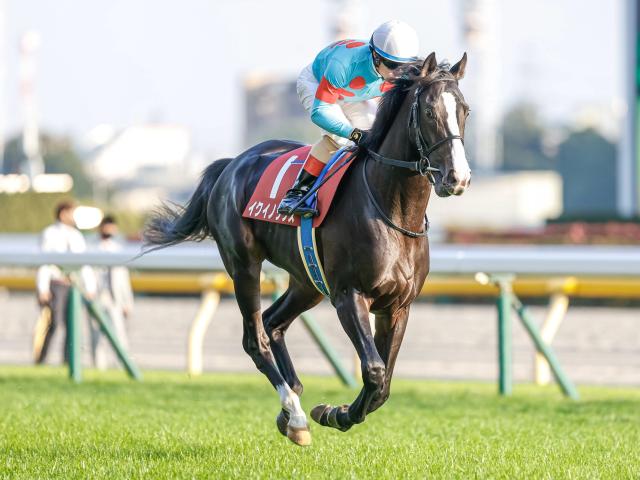 天皇賞・秋予想オッズ】イクイノックスが予想1番人気 | 競馬ニュース 