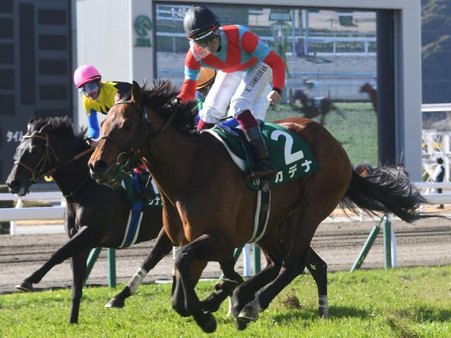 カデナ競走馬登録抹消、種牡馬に | 競馬ニュース - netkeiba
