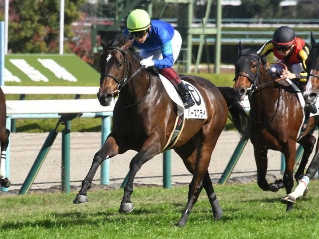 人気の贈り物が大集合 5回阪神7日目5R 2014年12月27日 2歳新馬 競馬