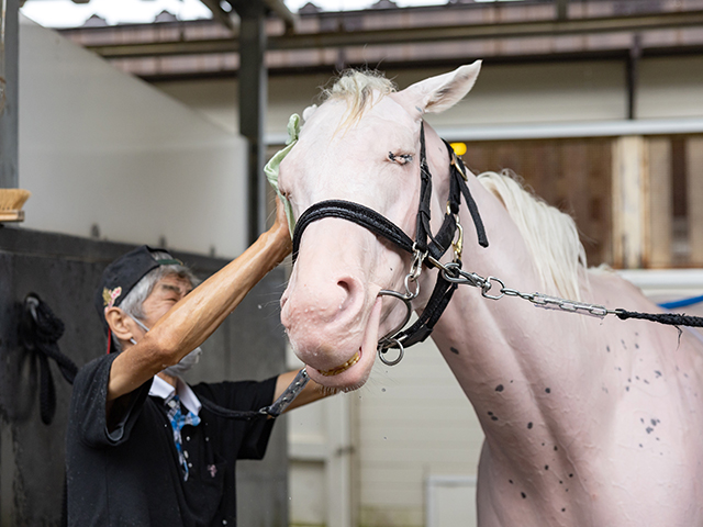 マイルCS・注目馬】芝マイル無敗のソダシ 獲得賞金5億円超えの女王が