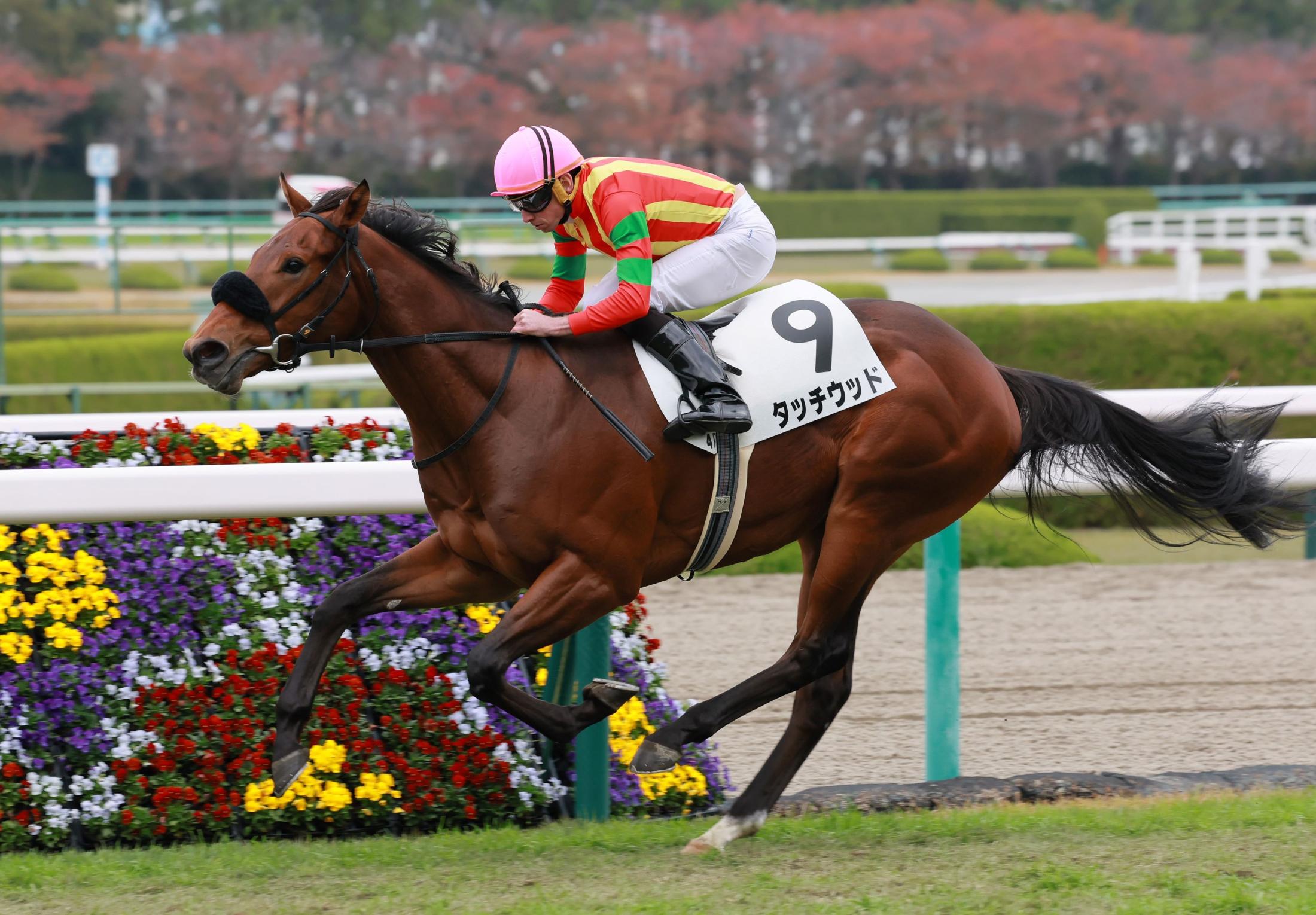 ＰＯＧ】タッチウッド ６馬身差で快勝 ムーア「リズム良く運べた