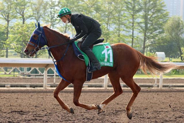 超美品の ゆずぽんず 限定 ウインマリリン 香港ヴァーズ優勝記念