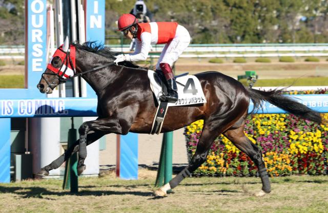 人気の贈り物が大集合 5回阪神7日目5R 2014年12月27日 2歳新馬 競馬