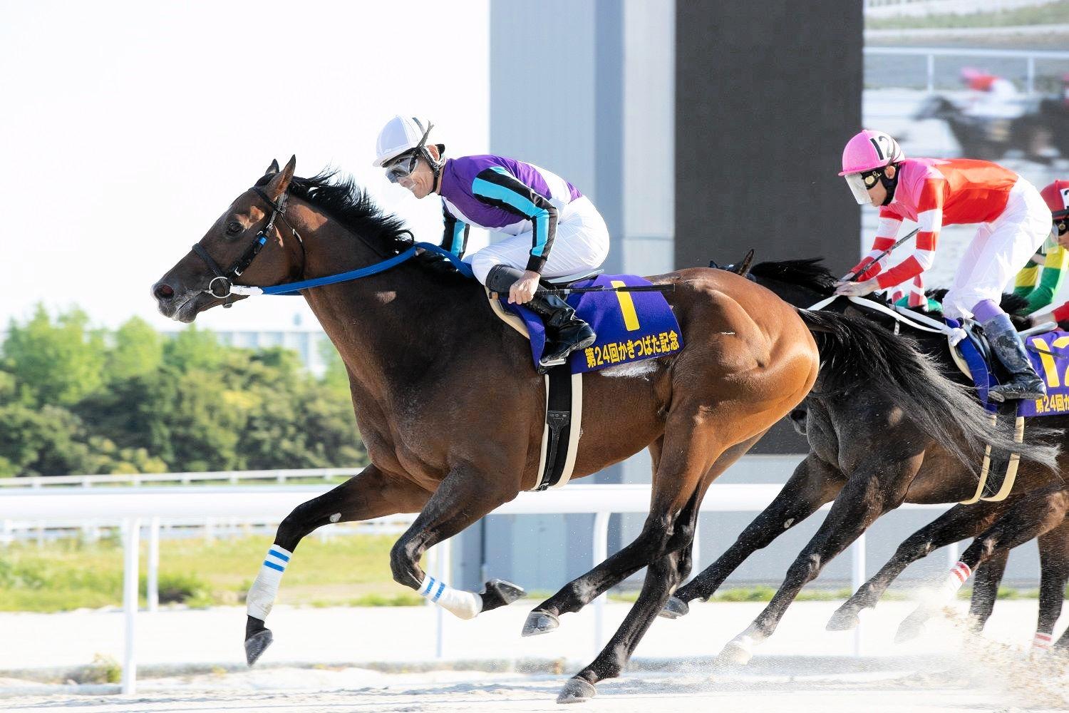 地方競馬 NAR 高知競馬 実使用ゼッケン 重賞 金の鞍賞 リワードヘヴン-