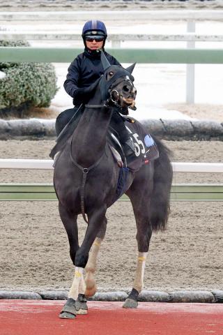 きさらぎ賞】単勝1番人気は3連勝を狙うフリームファクシ 前売り最終