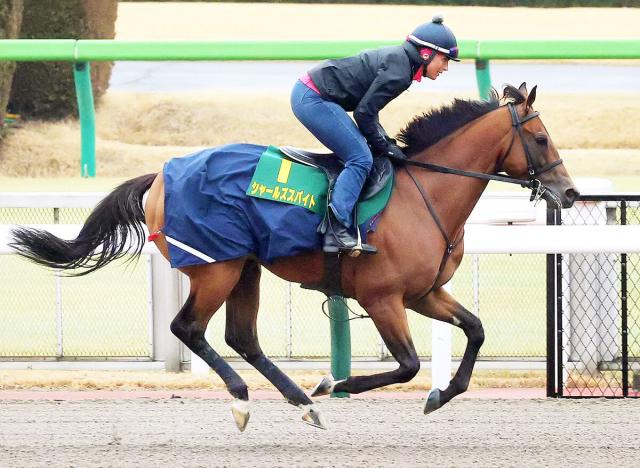 東京競馬場 ダート 砂 砂時計 非売品 フェブラリーS - その他