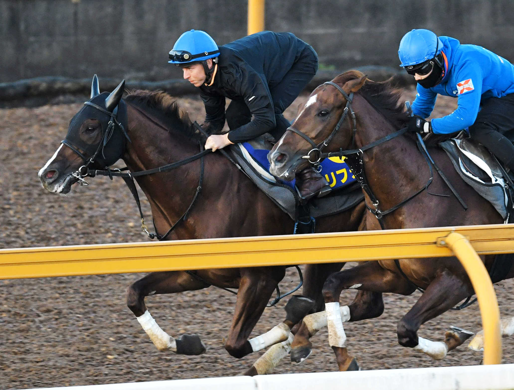 競馬 G1 セリフォス コート | legaleagle.co.nz