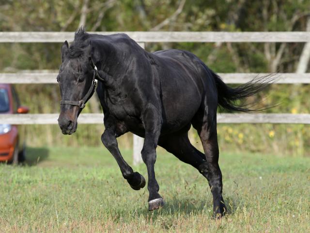 ウイニングチケット 10000円 日本ダービー 単勝当たり馬券 一万円 ...