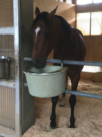 安田記念から一夜明け、ジャスタウェイ「馬は最後まで諦めていなかった」 | 競馬ニュース - netkeiba