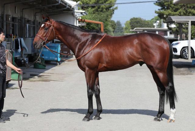 日本ダービー】タスティエーラ95点 気性が成長 大人びた目つき | 競馬ニュース - netkeiba