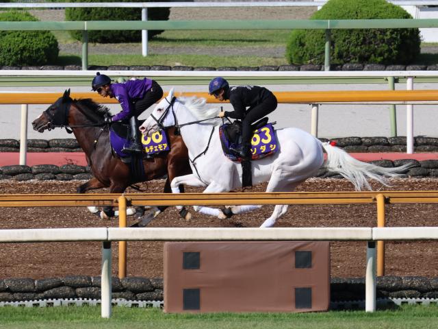 ソダシ、安田記念1週前追い切り速報/栗東トレセンニュース | 競馬