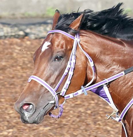 日本ダービー】ファントムシーフ7枠14番 陣営「競馬を組み立てやすい枠