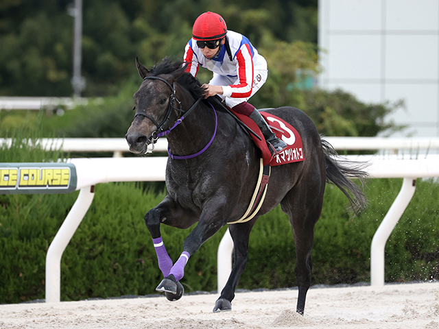 ユニコーンS想定】オマツリオトコ、ペリエールなど15頭 | 競馬ニュース