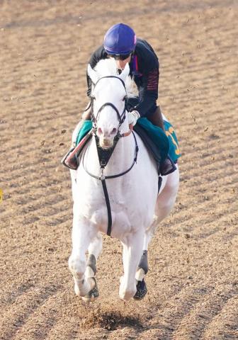 東京新馬戦】白毛馬アマンテビアンコ 砂で輝く!500キロを超す馬格