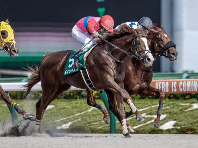 エルムS予想】真夏のダート王決定戦 前走マリーンS組は無視できないが 