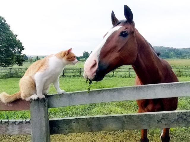 27歳メイショウドトウの癒しは養老牧場ノーザンレイクで猫の「メト」との出会い | 競馬ニュース - netkeiba