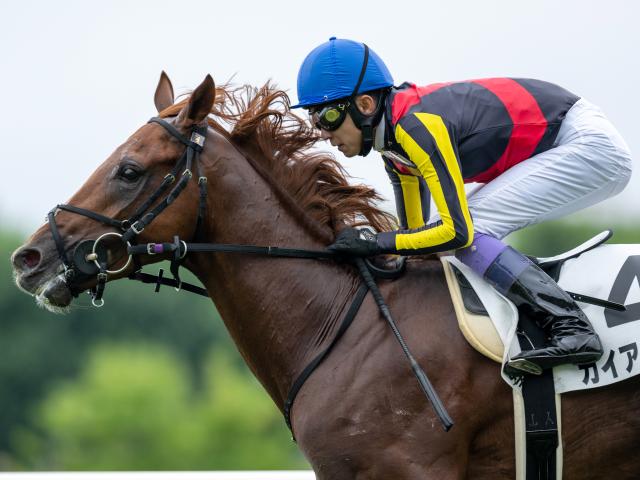 当選品】札幌競馬場 札幌2歳ステークス レプリカゼッケン ガイア