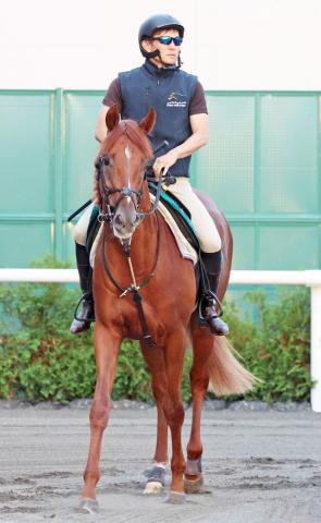 当選品】札幌競馬場 札幌2歳ステークス レプリカゼッケン ガイア