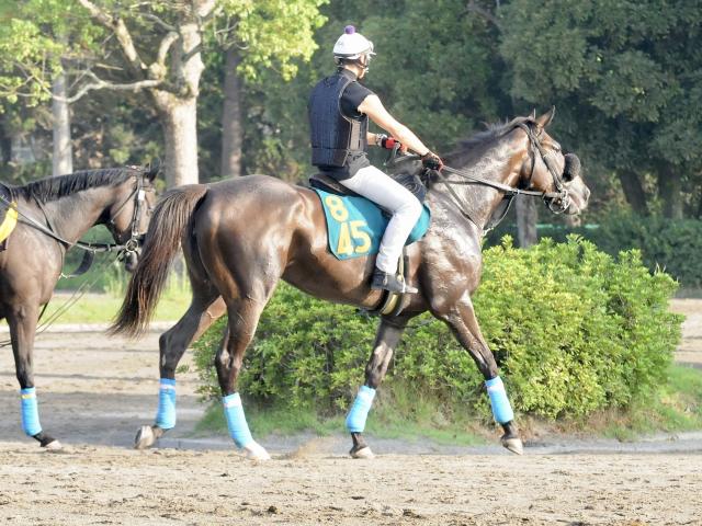 オジュウチョウサンの半妹スターチョウサン 武豊騎手背に仕切り直しの