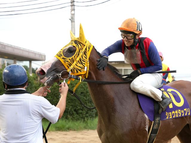 川崎・ロジータ記念枠順】13戦12勝ショウガタップリは4枠4番、前哨戦を8馬身差Vのマテリアルガールは7枠9番 | 競馬ニュース - netkeiba