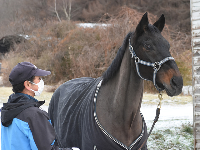 東京競馬場で乗馬として活躍ネコパンチ “牧場猫”で話題ノーザンレイク