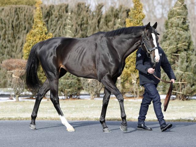 父キタサンブラックとも対面 イクイノックスが種牡馬生活送る社台SSに 