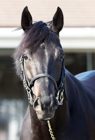 有馬記念】1番人気ジャスティンパレスは敗れる…ディープ産駒G1単独最多勝はお預け | 競馬ニュース - netkeiba