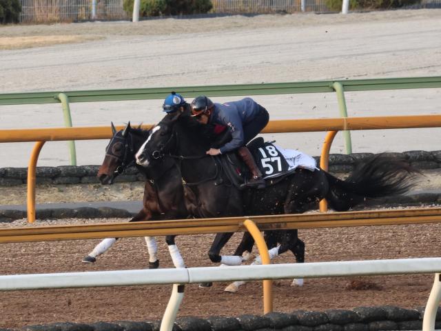 安田隆行厩舎のロードカナロア産駒が初陣/関西馬メイクデビュー情報