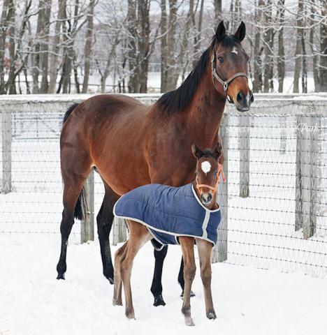 16冠ベビー」アーモンドアイの3番子の牝馬が12日に誕生 父はキタサン 
