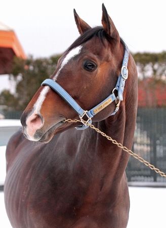 トーセンジョーダンが種牡馬生活を送るブリーダーズSSに到着 | 競馬