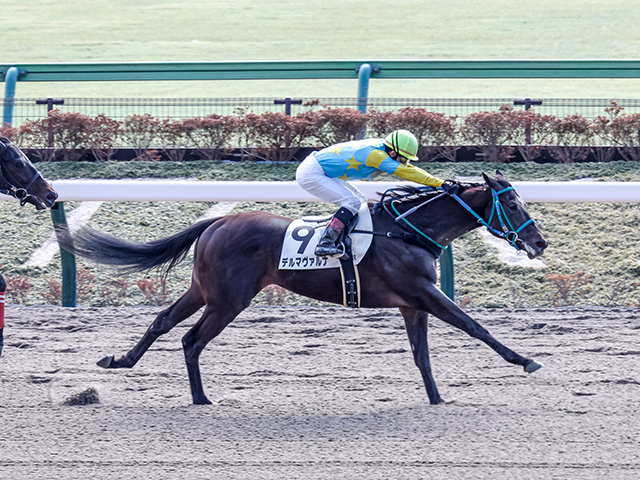 東京4R新馬戦結果】11番人気デルマヴァルナがV 菅原隆一騎手は3年ぶり