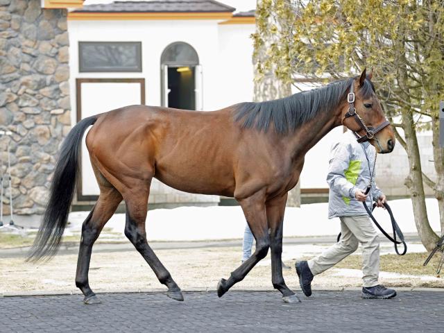 新種牡馬ダノンザキッドや1歳馬ではシャマル半弟が登場 ビッグレッドファームで展示会 | 競馬ニュース - netkeiba