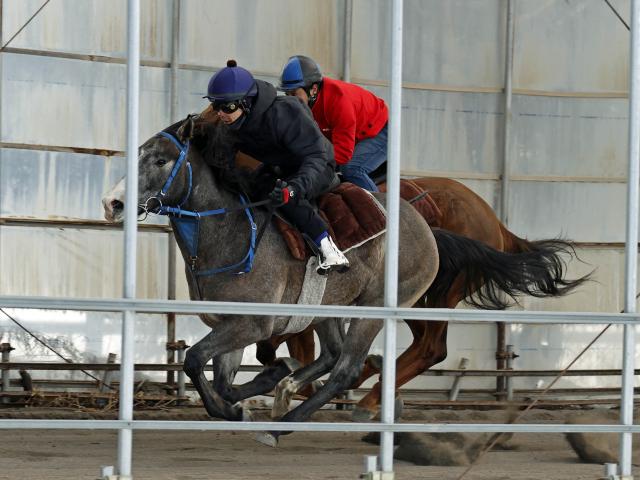 ウインブライトの初年度産駒6頭が躍動 ビッグレッドファームで公開調教