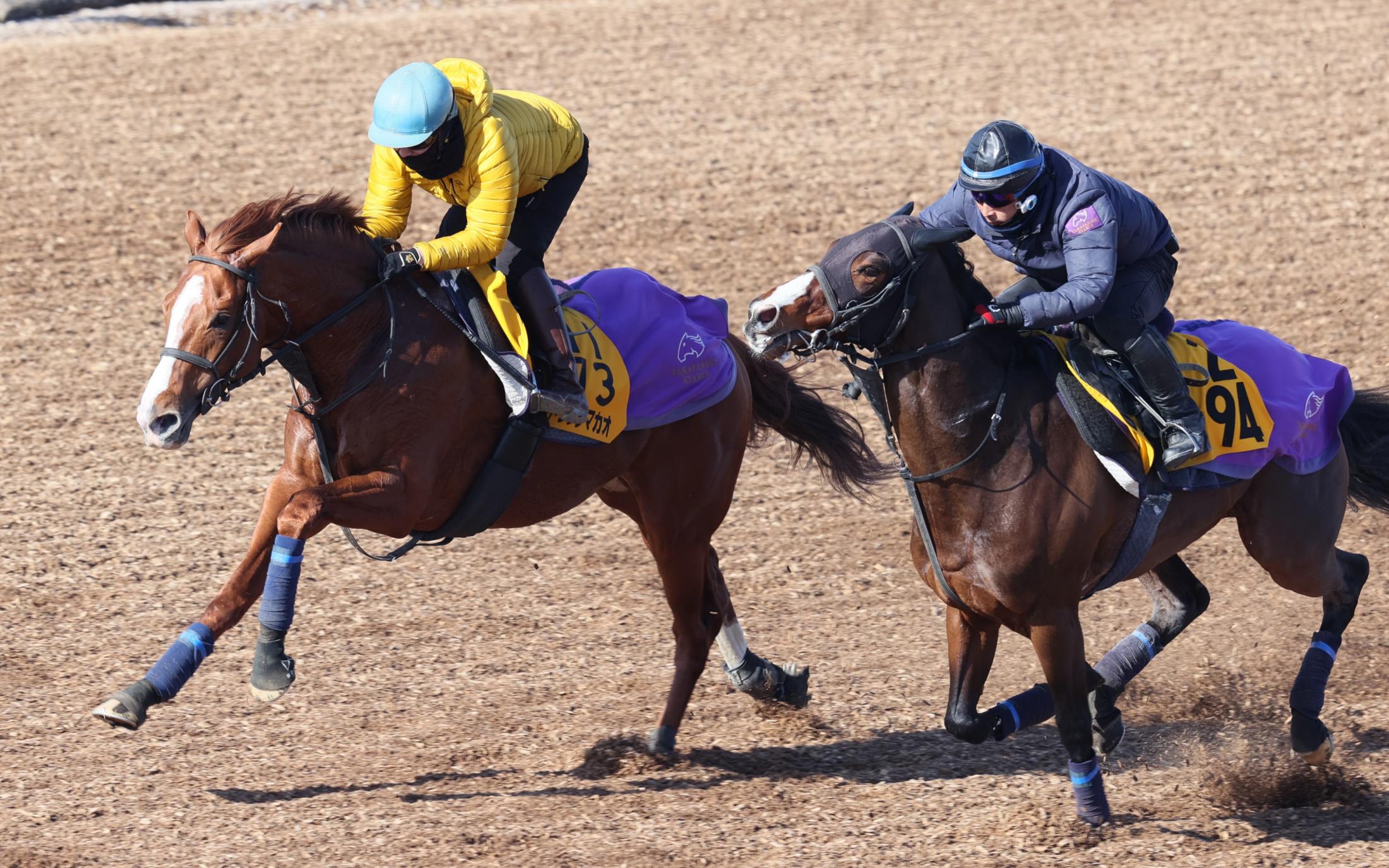 ＪＲＡ中央競馬予想 「自信の１鞍勝負」 - 情報