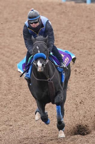 金鯱賞】ドゥレッツァ極上の切れ味!Wコース単走馬なりで圧巻のラスト