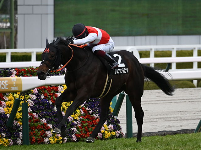 ゆきやなぎ賞結果】3番人気ショウナンラプンタが抜け出してV | 競馬