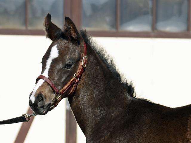 オジュウチョウサンの初年度産駒が誕生 「馬格に恵まれた馬で、力強さ 