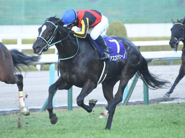 桜花賞前日オッズ】アスコリピチェーノが3.5倍で1番人気 | 競馬ニュース - netkeiba