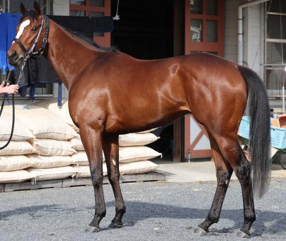 さるきち様 オーダー7枚 メイショウタバル追加 さるきち様 オーダー7枚 メイショウタバル追加 週刊Gallop公式