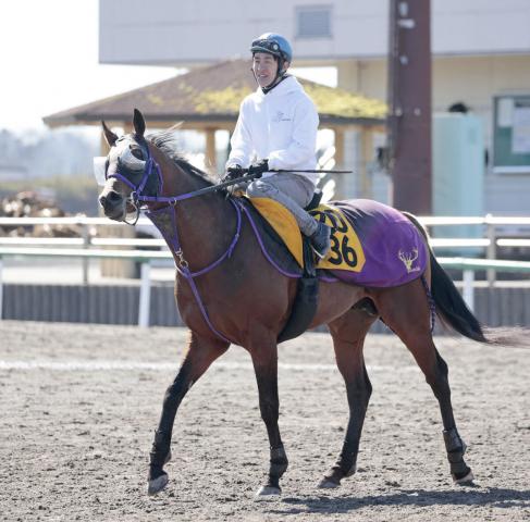 注目馬動向】22年朝日杯3着のレイベリングは函館スプリントSを視野に