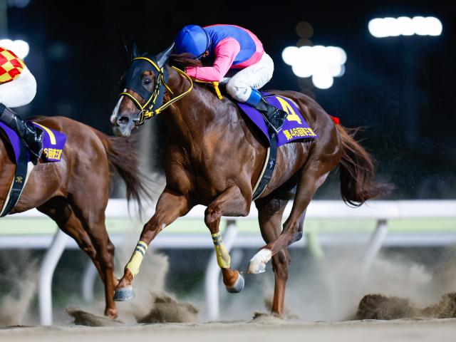 大井・帝王賞枠順】3連覇かかるメイショウハリオは7枠11番 | 競馬ニュース - netkeiba