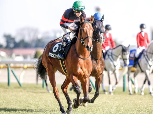 函館記念枠順確定】ホウオウビスケッツは6枠12番、サヴォーナは1枠1番 | 競馬ニュース - netkeiba