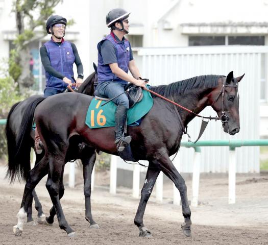 名馬がズラリ並ぶ超良血9・1新潟5Rデビュー「すごくいい心臓。なかなかこの時期の2歳としてはない」 | 競馬ニュース - netkeiba