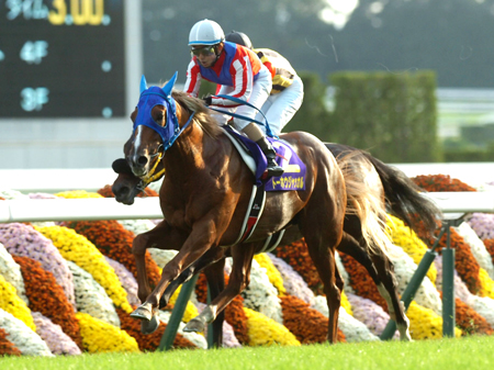 トーホウジャッカルが天皇賞・春の出走を見送り | 競馬ニュース - netkeiba