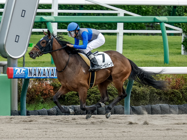 中山6R新馬戦結果】ルヴァンスレーヴ産駒ハッピービバークが抜け出し快勝 | 競馬ニュース - netkeiba