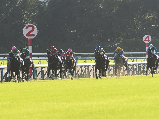 菊花賞予想】上位人気3頭での馬連は成功率ゼロ？ 過去データから探るGI菊花賞 | 競馬ニュース - netkeiba