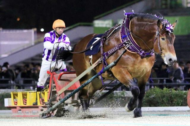 ばんえい競馬 北見記念】メムロボブサップ 重賞20勝目 他馬寄せつけず圧勝 | 競馬ニュース - netkeiba